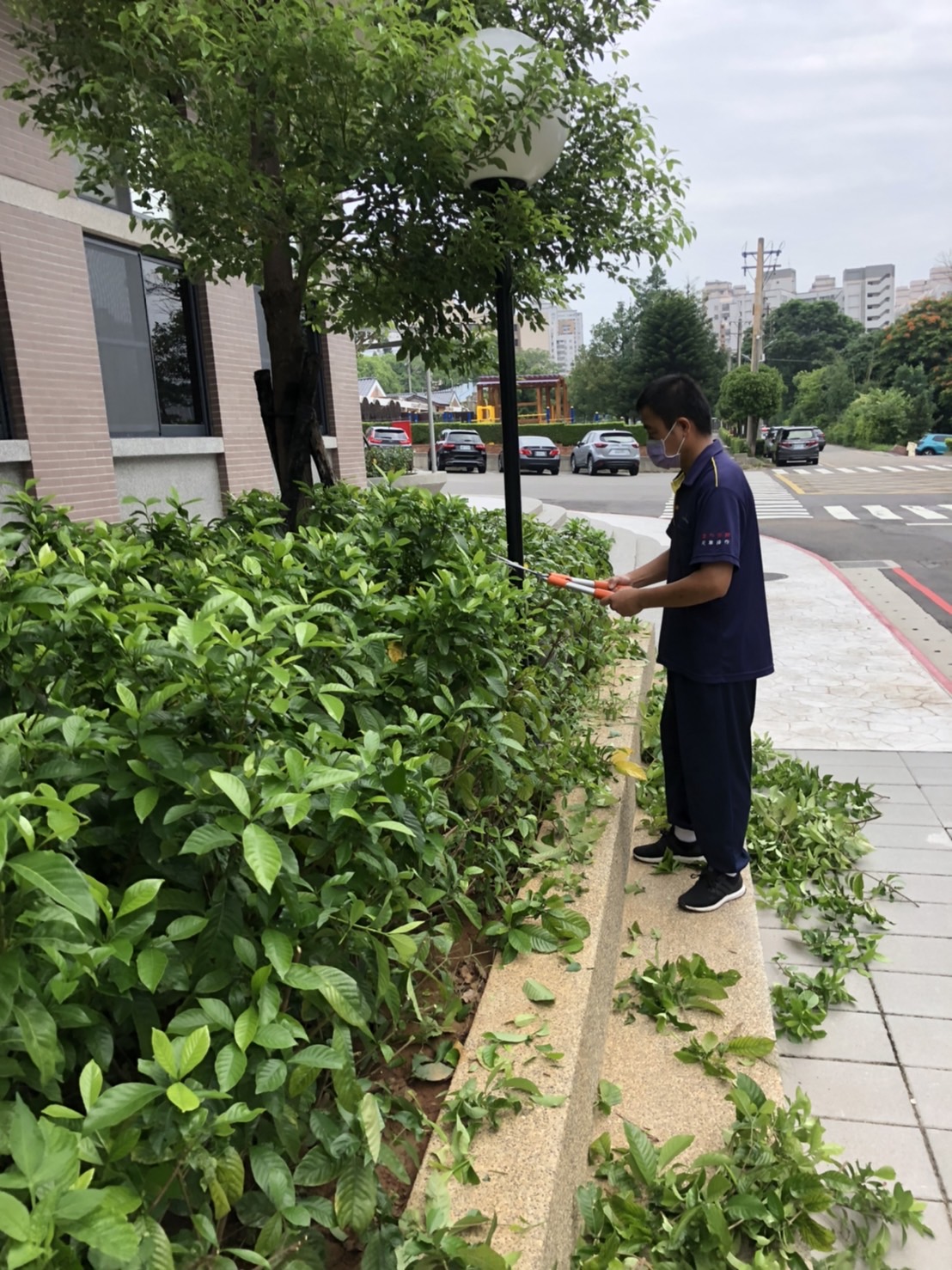 總務處旁樹木剪修